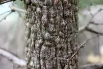 تصاویر؛ درخت فیل؛ درختی کوچک شبیه بونسای که تنه‌اش بسیار عجیب و شبیه پای فیل است و برای مدت چندماه آب ذخیره می‌کند