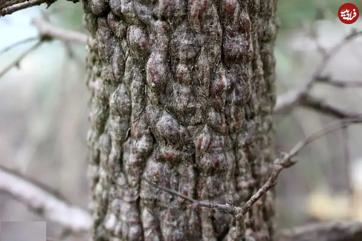 تصاویر؛ درخت فیل؛ درختی کوچک شبیه بونسای که تنه‌اش بسیار عجیب و شبیه پای فیل است و برای مدت چندماه آب ذخیره می‌کند