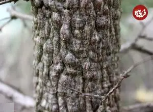 تصاویر؛ درخت فیل؛ درختی کوچک شبیه بونسای که تنه‌اش بسیار عجیب و شبیه پای فیل است و برای مدت چندماه آب ذخیره می‌کند