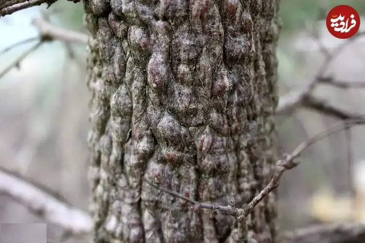 تصاویر؛ درخت فیل؛ درختی کوچک شبیه بونسای که تنه‌اش بسیار عجیب و شبیه پای فیل است و برای مدت چندماه آب ذخیره می‌کند