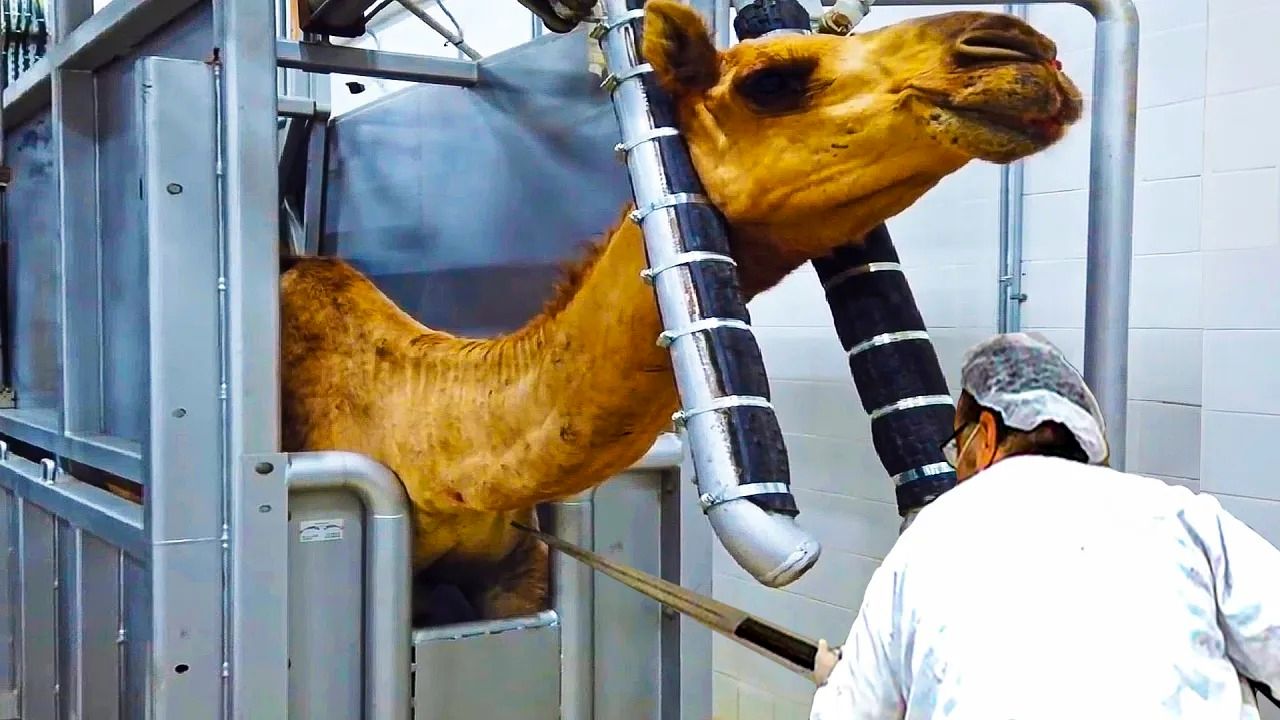 (ویدئو) مزرعه پرورش شتر؛ نحوه برش زدن حرفه ای شترهای غول پیکر در کارخانه  