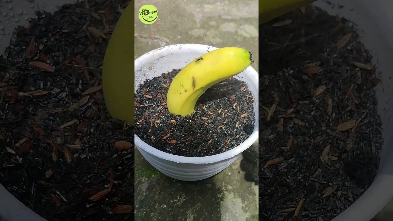 (ویدئو) با این روش سریع و ساده میوه موز را به درخت موز تبدیل کنید!