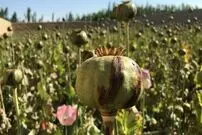 کشت و صادرات تریاک در دوران قاجار موجب قحطی ۲ ساله شد