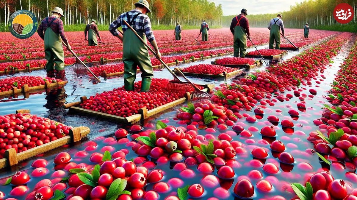 ببینید؛ مراحل دیدنی کاشت، برداشت و فرآوری کرنبری در مزارع پهناور آمریکا