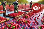 ببینید؛ مراحل دیدنی کاشت، برداشت و فرآوری کرنبری در مزارع پهناور آمریکا