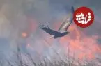عکس| وقتی حیوانات از آتش فرار می‌کنند، این پرندگان به شکار می‌روند