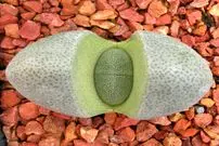 یک گیاه متفاوت با شکل و شمایلی شبیه سنگ