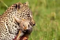 ببینید| پلنگی که با خونسردی شغال را خفه کرد