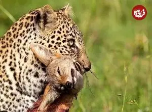 ببینید| پلنگی که با خونسردی شغال را خفه کرد