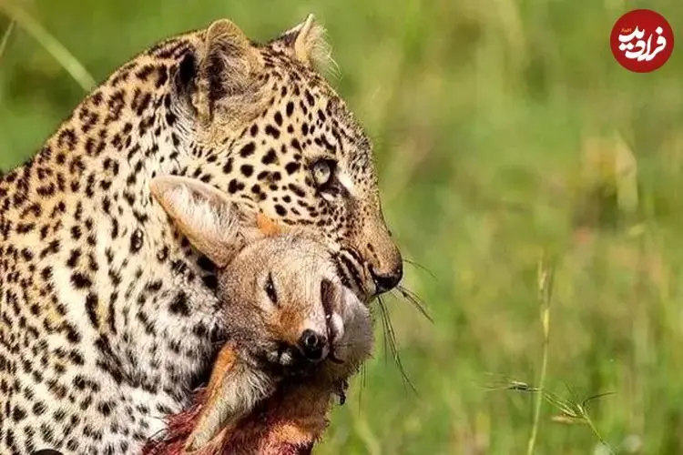ببینید| پلنگی که با خونسردی شغال را خفه کرد