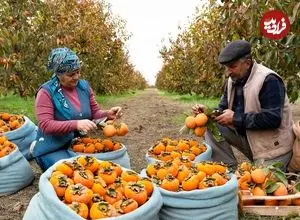 ببینید| غذای روستایی در آذربایجان؛ برداشت خرمالو و پخت یک کیک با آن در طبیعت