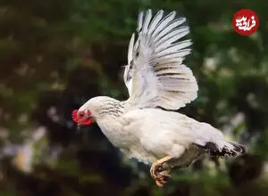 ببینید| سرسره‌بازی بامزه مرغ‌ها