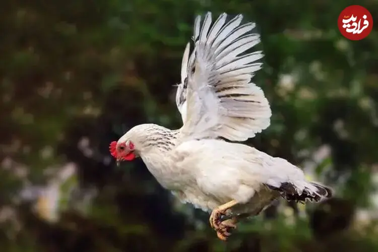 ببینید| سرسره‌بازی بامزه مرغ‌ها