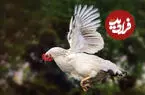 ببینید| سرسره‌بازی بامزه مرغ‌ها