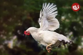 ببینید| سرسره‌بازی بامزه مرغ‌ها