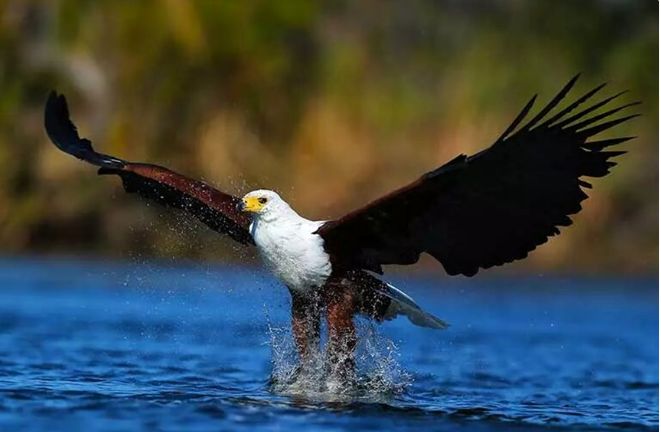 (ویدئو) لحظه خارق العاده شکار ماهی توسط عقاب سر سفید
