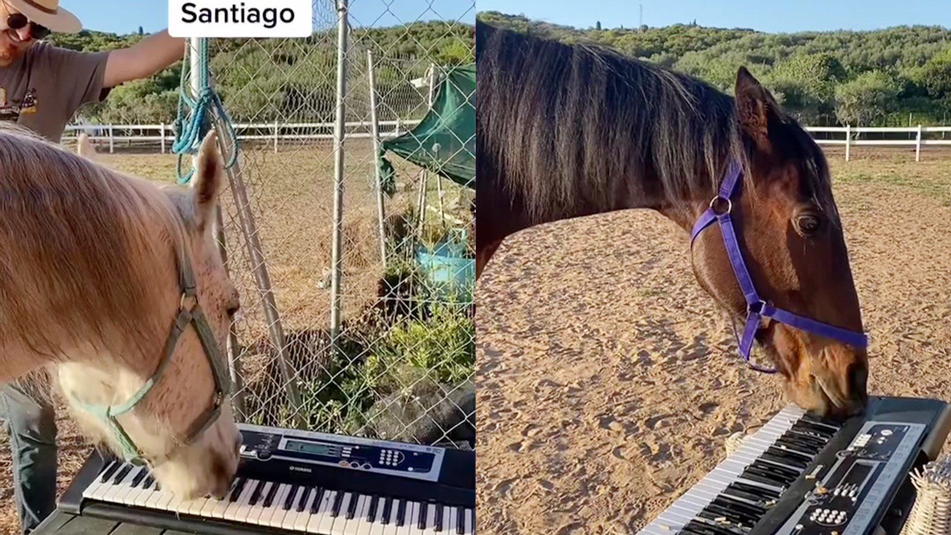 (ویدئو) این اسب باهوش عاشق نواختن ساز پیانو است!