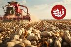 ببینید| چگونه کشاورزان آمریکایی با ماشین‌های مدرن صدها تن بادام‌زمینی را برداشت می‌کنند؟