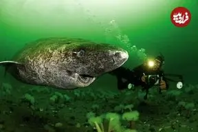 عکس| پیرترین موجود جهان که با ۵۰۰ سال سن هنوز زنده است