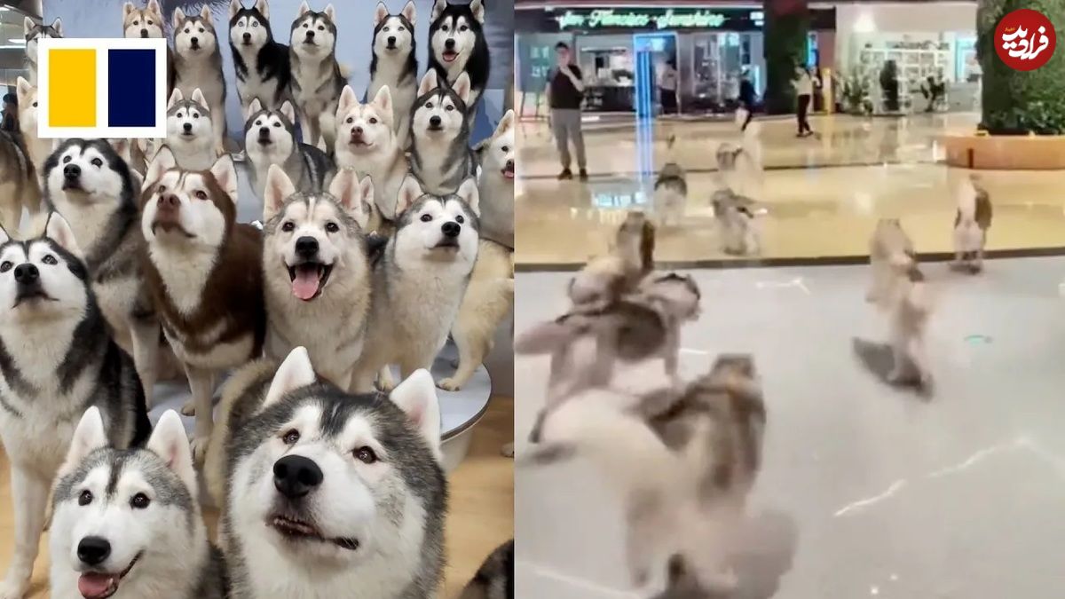 (ویدئو) فرار تماشایی و هیجان انگیز ۱۰۰ سگ هاسکی از یک کافه!