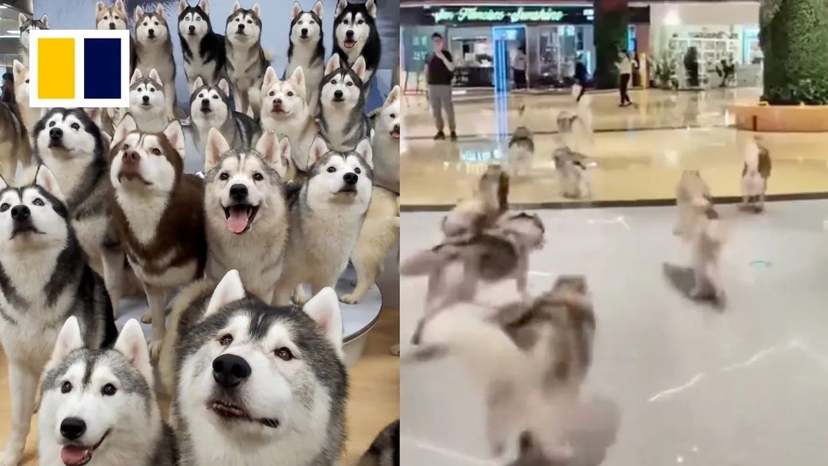 (ویدئو) فرار تماشایی و هیجان انگیز ۱۰۰ سگ هاسکی از یک کافه!