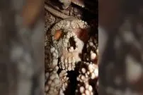 رازی دربارۀ انسان‌های منقرض‌شده که «جمجمۀ 130 هزارساله» آن را فاش کرد