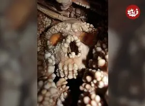 رازی دربارۀ انسان‌های منقرض‌شده که «جمجمۀ 130 هزارساله» آن را فاش کرد