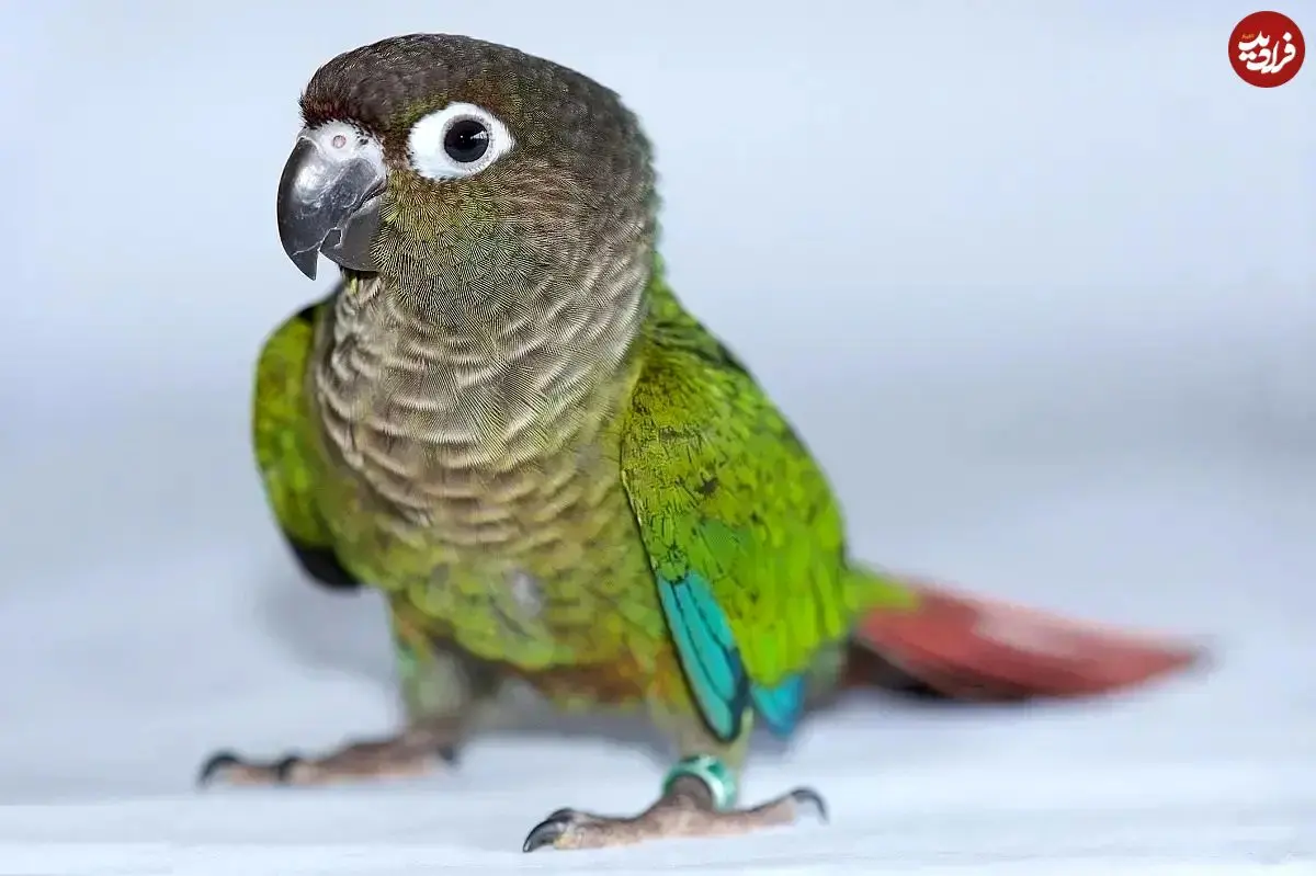 تصاویر؛ طوطی گرینچیک؛ طوطی معروف به «دلقک کوچک» که عاشق دراز کشیدن به پشت، بوسیدن و نوازش است