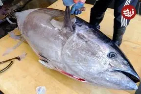 ببینید| برش زدن ماهی تن بلوفین 337 کیلوگرمی و تهیه ساشیمی با آن در تایوان