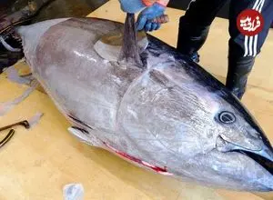ببینید| برش زدن ماهی تن بلوفین 337 کیلوگرمی و تهیه ساشیمی با آن در تایوان