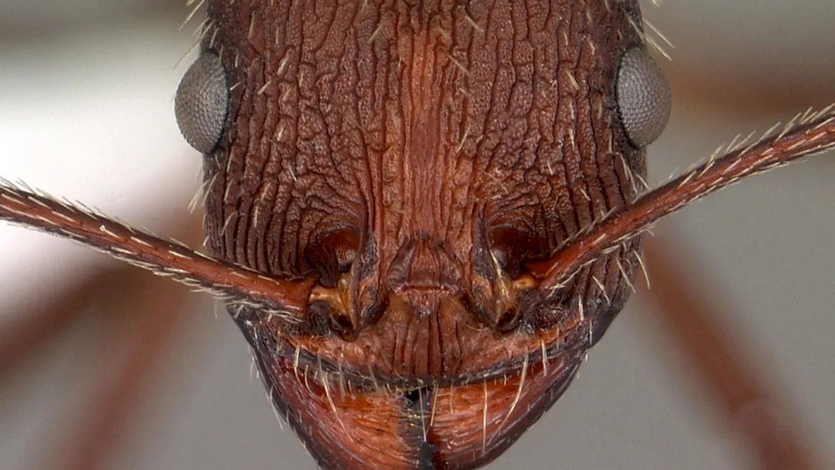 عکاسی از «صورت مورچه‌ها» به یک نتیجه‌گیری عجیب منجر شد