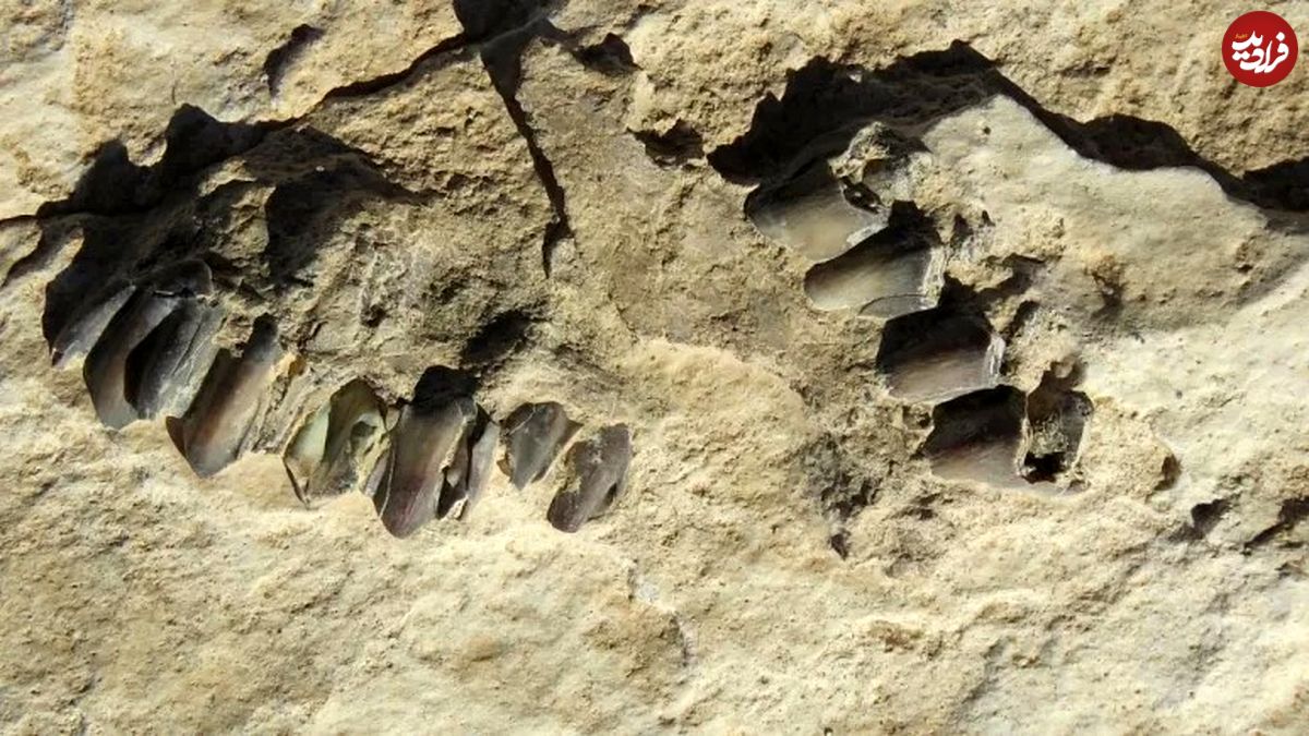 (عکس) ردپای ۱۲۰ هزار ساله انسان خردمند در صحرای شمال عربستان کشف شد
