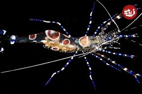 ببینید| 10 گونه از زیباترین و شگفت انگیزترین میگوهای سراسر دنیا