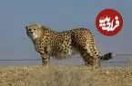عکس بی‌نظیر از یوز ایرانی در خراسان