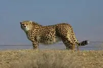 عکس بی‌نظیر از یوز ایرانی در خراسان