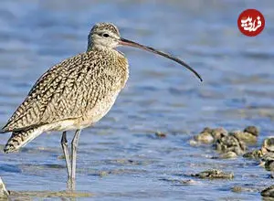 ثبت غیرمنتظره «گیلانشاه» در خراسان شمالی