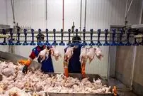 قیمت واقعی مرغ اعلام شد