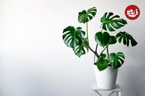 برگ انجیری؛ گیاهی محبوب با نگهداری آسان برای آپارتمان