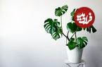 برگ انجیری؛ گیاهی محبوب با نگهداری آسان برای آپارتمان