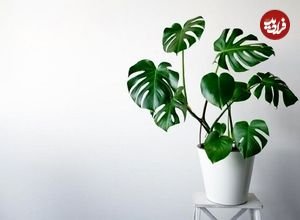 برگ انجیری؛ گیاهی محبوب با نگهداری آسان برای آپارتمان