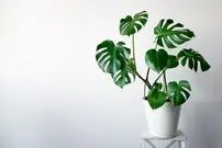 برگ انجیری؛ گیاهی محبوب با نگهداری آسان برای آپارتمان
