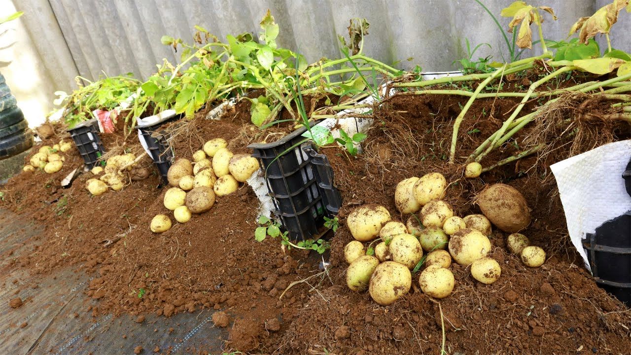 (ویدئو) نحوه کاشت یک کیلو سیب زمینی در سبد پلاستیکی و برداشت 12 کیلو در خانه