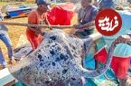ببینید؛ صید سفره ماهی بزرگ 200 کیلوگرمی و برش ماهرانه آن در سریلانکا
