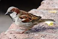 (ویدئو) شیوه شکار دسته‌جمعی و بی رحمانه گنجشک‌ها در افغانستان