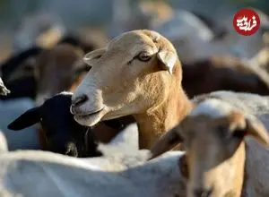 تحقیقات دانشمندان روی بزهایی که 200 سال در یک جزیرۀ دورافتاده زندگی کرده‌اند