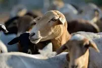 تحقیقات دانشمندان روی بزهایی که 200 سال در یک جزیرۀ دورافتاده زندگی کرده‌اند
