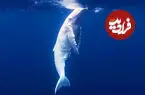 ببینید| مشاهده یک بچه نهنگ سفید کمیاب
