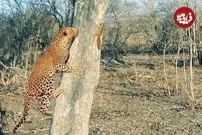 ببینید| وقتی ـسنجاب» به «پلنگ» نشان می دهد که رئیس کیست!