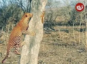 ببینید| وقتی ـسنجاب» به «پلنگ» نشان می دهد که رئیس کیست!