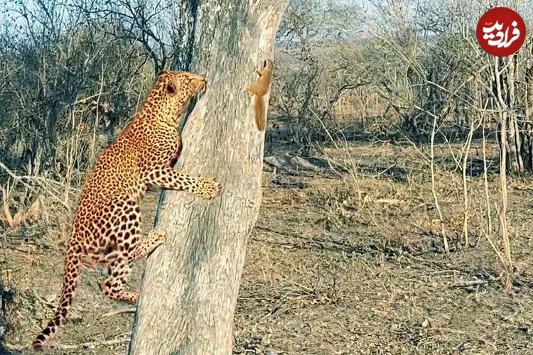 ببینید| وقتی ـسنجاب» به «پلنگ» نشان می دهد که رئیس کیست!